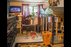 Maui Kennels Pet Boarding and Grooming, Ka'anapali pet boarding, Maui dog daycare and grooming Maui