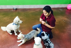 Maui Mutt Hut, Ka'anapali pet boarding, Maui dog daycare and grooming Maui