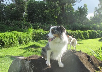 Maui Pet Boarding and Sitting, Ka'anapali pet boarding, Maui dog daycare and grooming Maui
