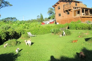 Maui Pet Boarding and Sitting, Ka'anapali pet boarding, Maui dog daycare and grooming Maui